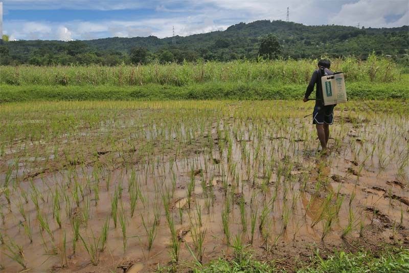 Rice mafia behind tariff cuts on imported grains â�� farmers