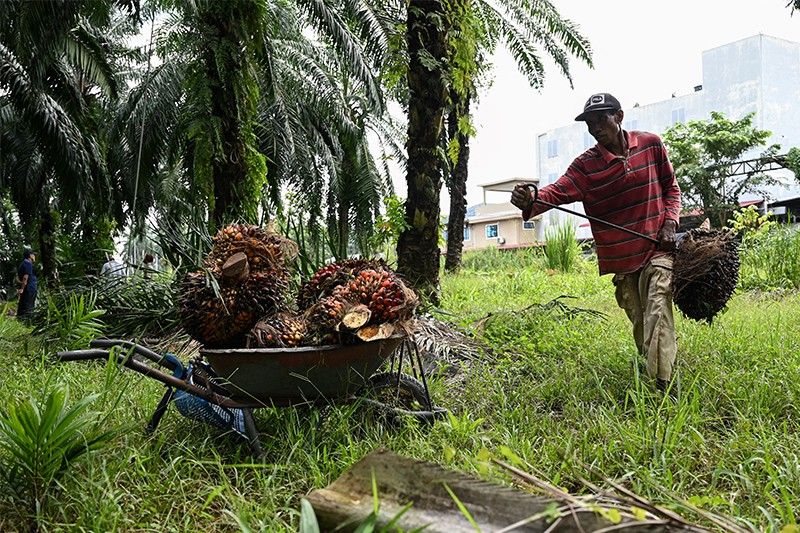 Malaysia boosts China palm oil exports under EU pressure