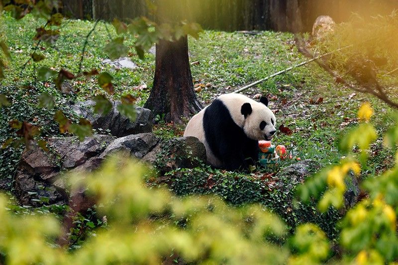 Washington says goodbye to pandas amid bitter US-China backdrop