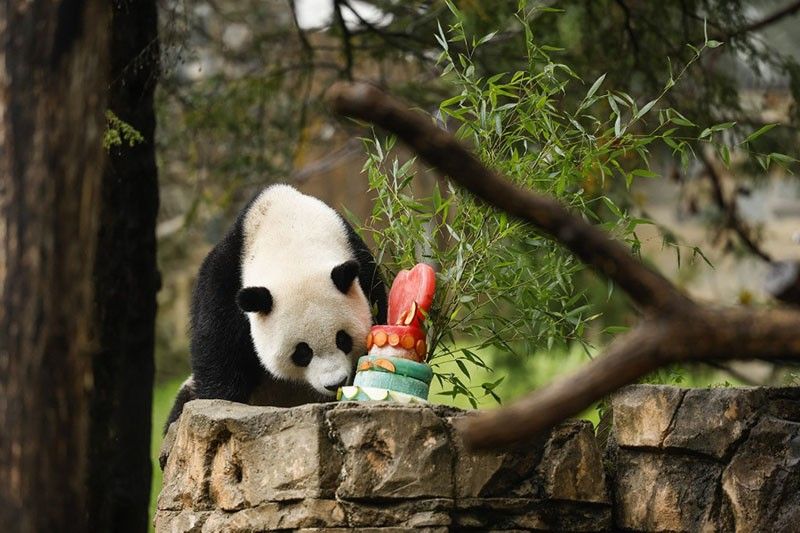 Washington says goodbye to pandas amid bitter US-China backdrop