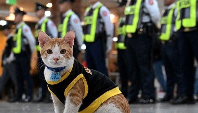 Paw patrol Philippine security guards adopt stray cats Philstar