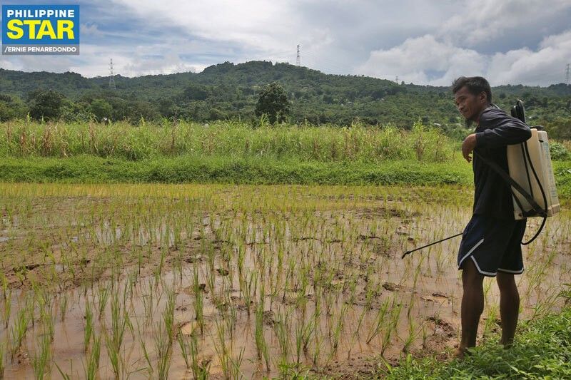 Buying price of palay increases to P22 per kilo