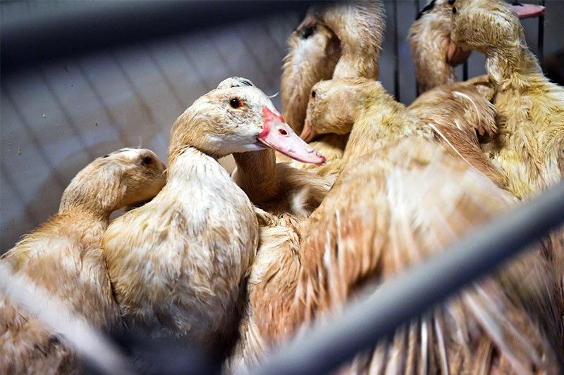 France to vaccinate millions of ducks against bird flu | Philstar.com