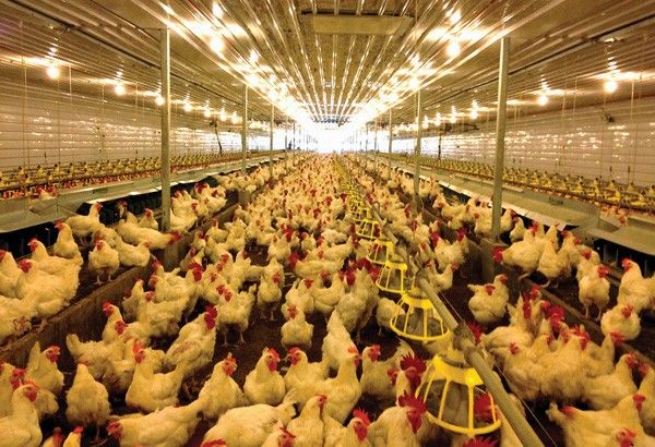 US poultry breeder eyes Philippine operations thumbnail