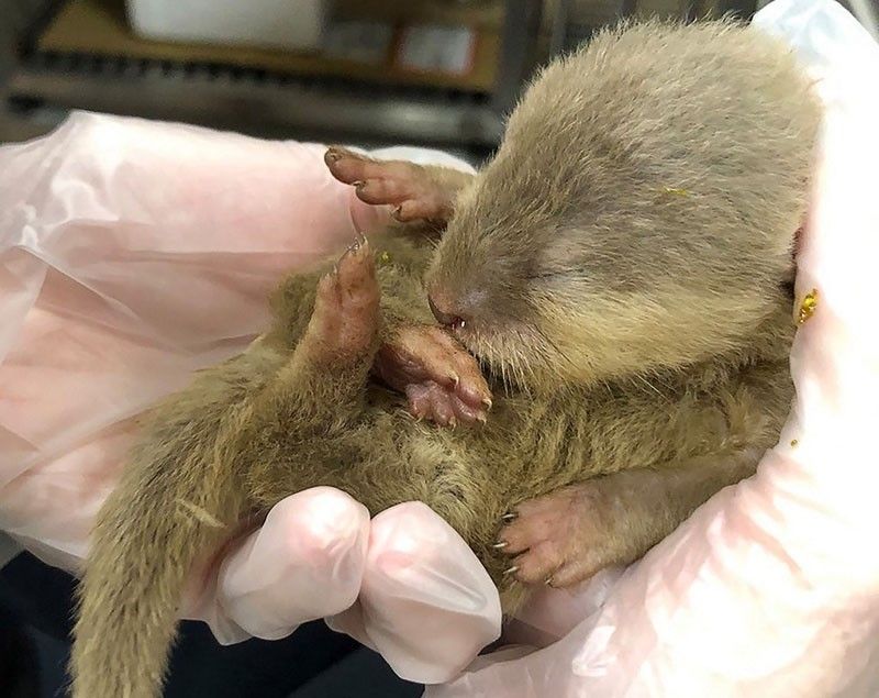 Otter madness: Animals smuggled on flight from Thailand to Taiwan