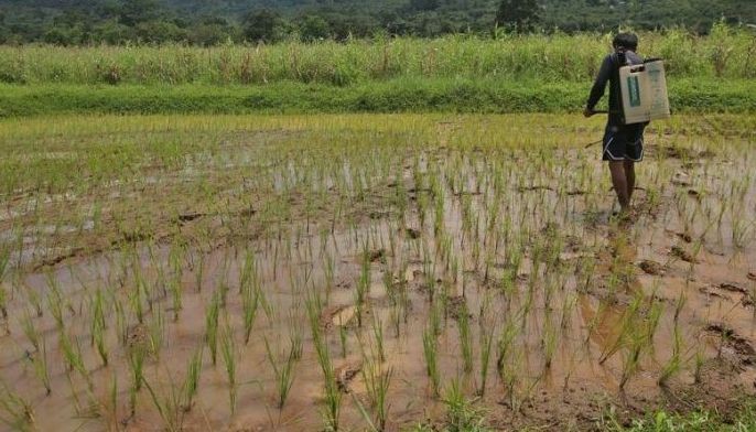 El Ni&ntilde;o damage to agriculture hits P6.8 billion