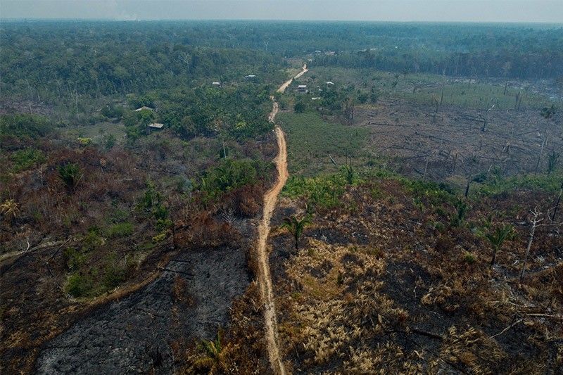 Despite gains in Brazil, forest destruction still 'stubbornly' high â�� report