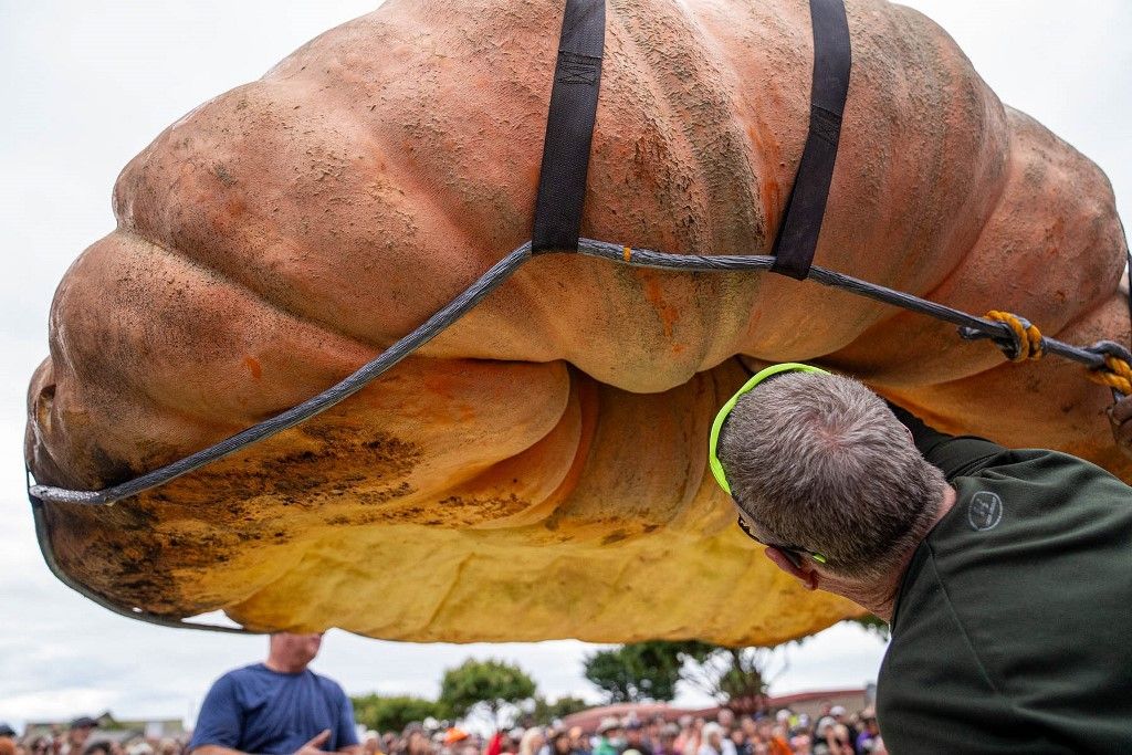 World's biggest pumpkin the size of a hippo