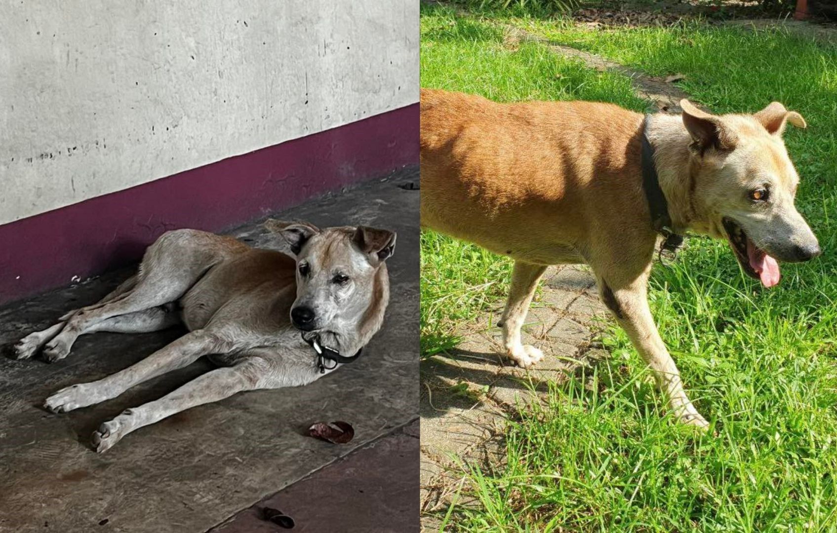 NGO rescues dog that waited over a year outside hospital for dead owner