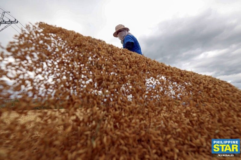 Department of Agriculture: Rice supply stable until Q1 of 2024