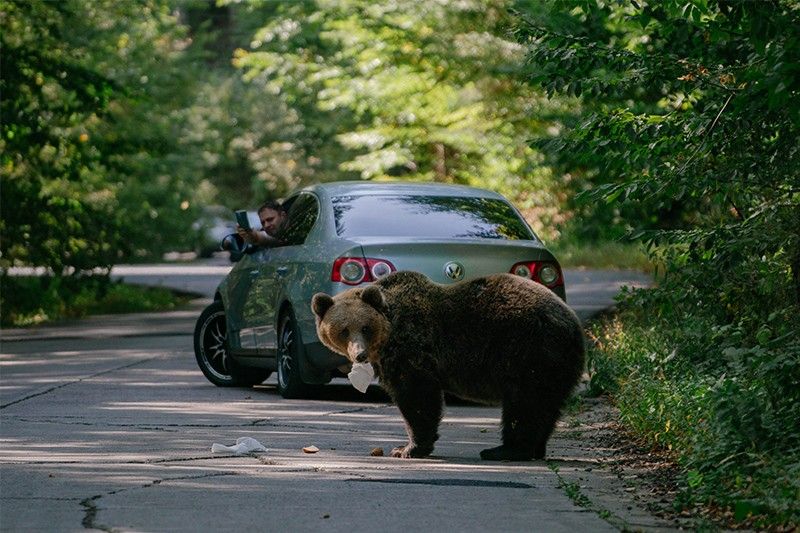 Keep or cull? Romania divided over its bear population