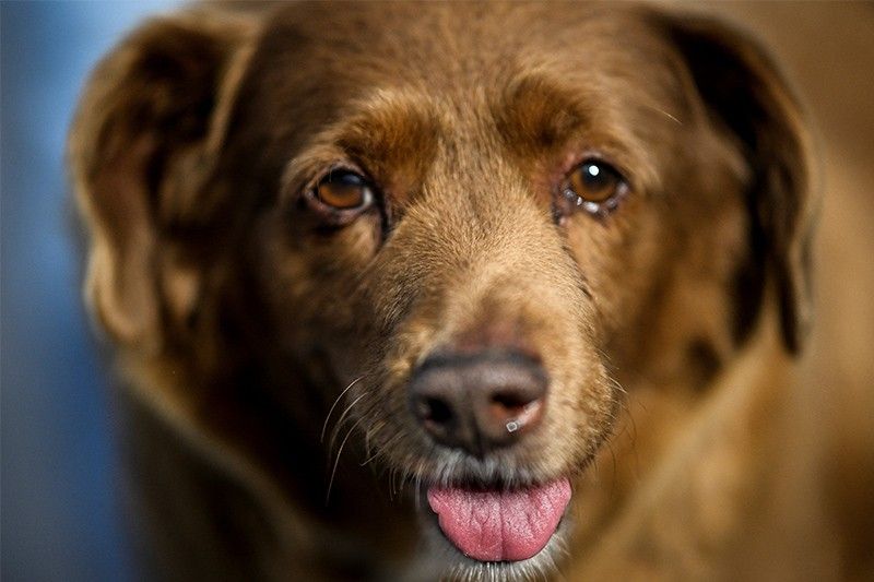 Guinness World Records posthumously strips 'oldest dog' title thumbnail