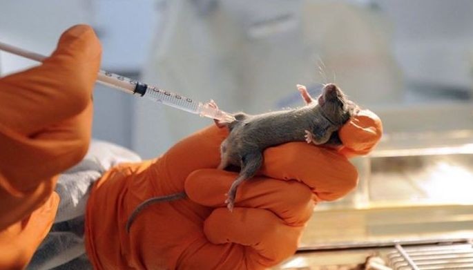 Mouse embryos grown in space for first time &mdash; Japan researchers