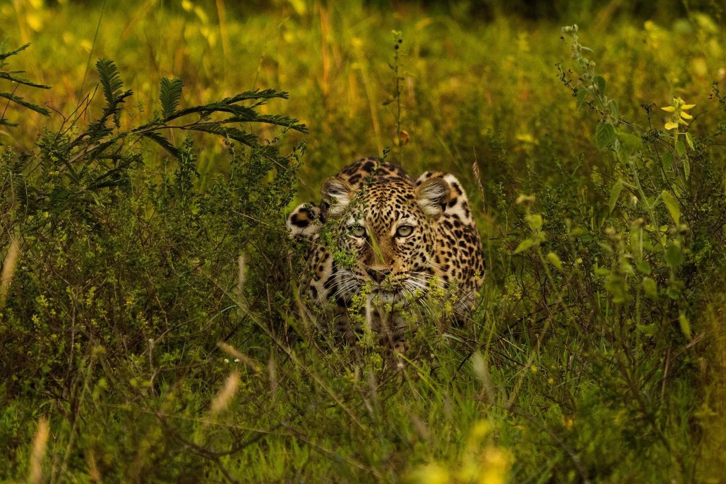 Released/Visit Rwanda