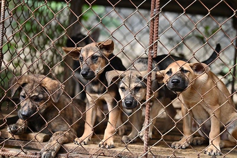 Vietnam dog slaughterhouse closes, setting puppies free