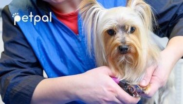 Home grooming services for pets: A new level of convenience for pet owners