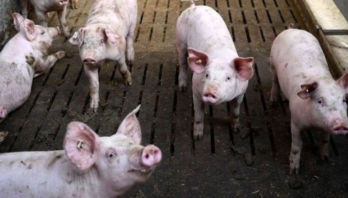 Chile ve a Filipinas como mercado para la carne de cerdo