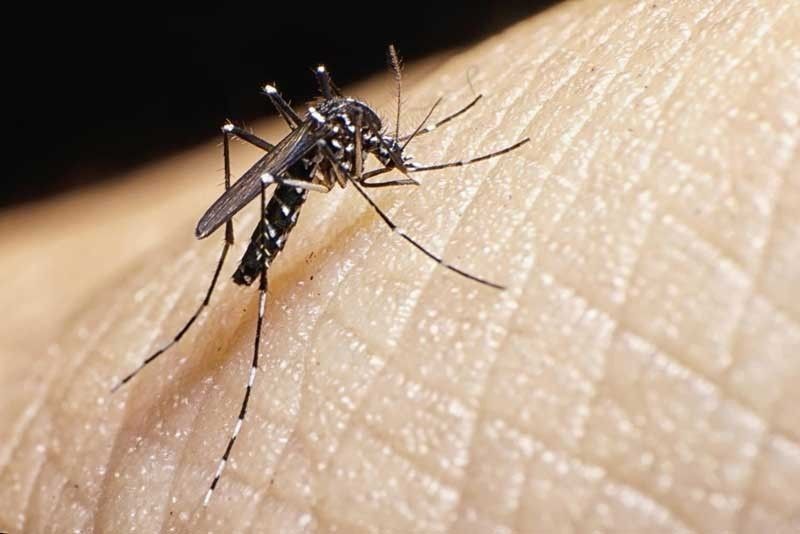 5 tepok sa dengue sa Bicol region