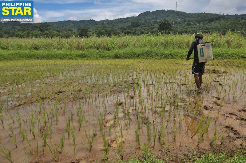 Rice retail price up P6/kilo from last month