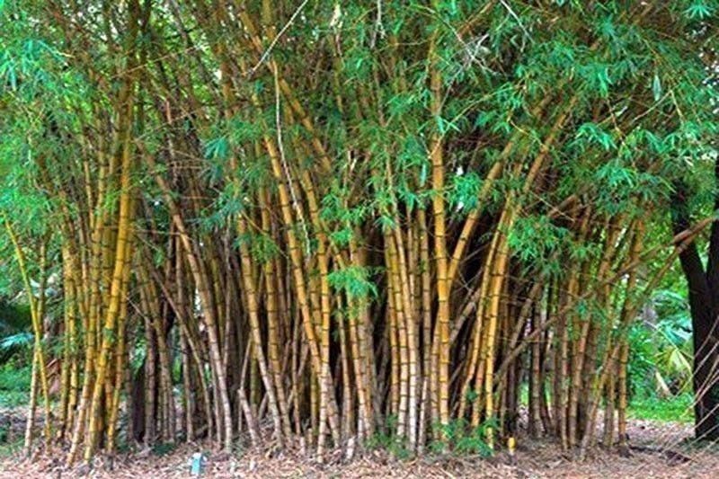 Samar soon to be bamboo capital