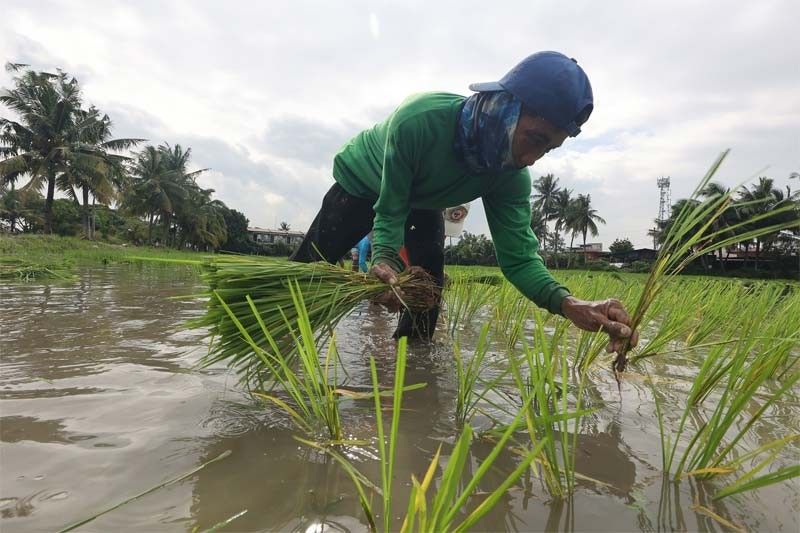 DOST tapped to boost agriculture production