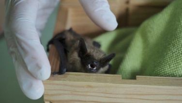 Recording helps solve mystery of weirdly large bat penis