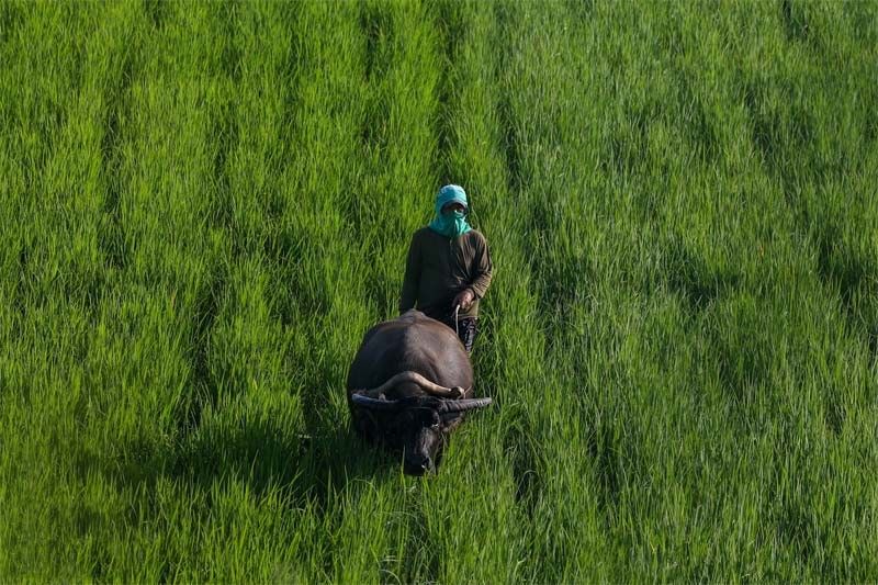 BSP backs bill seeking easier credit for farmers