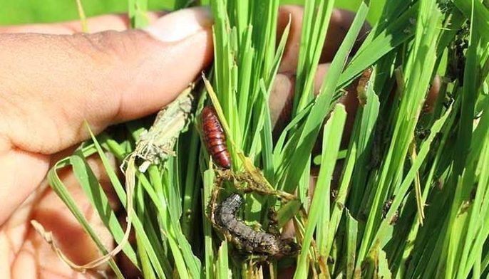 Scientists probe climate change's role in new pest infestation in PH rice fields