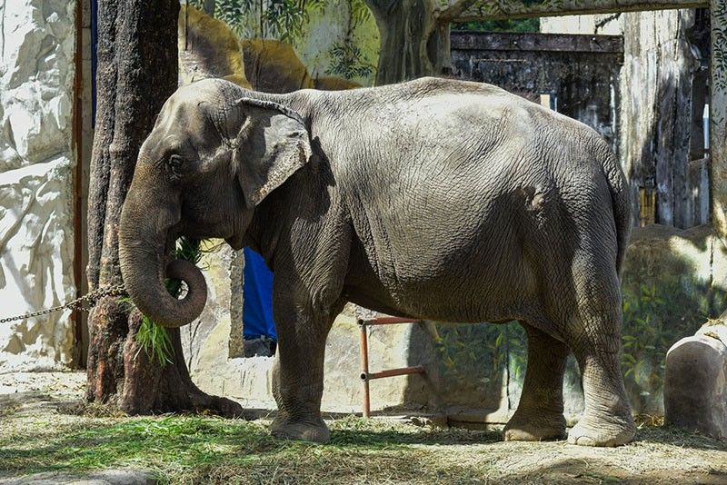 Mali, resident elephant at Manila Zoo, dies