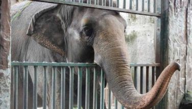 RIP Mali: PETA thanks Marian Rivera, Dingdong Dantes, Ely Buendia for years-long call for elephant's release