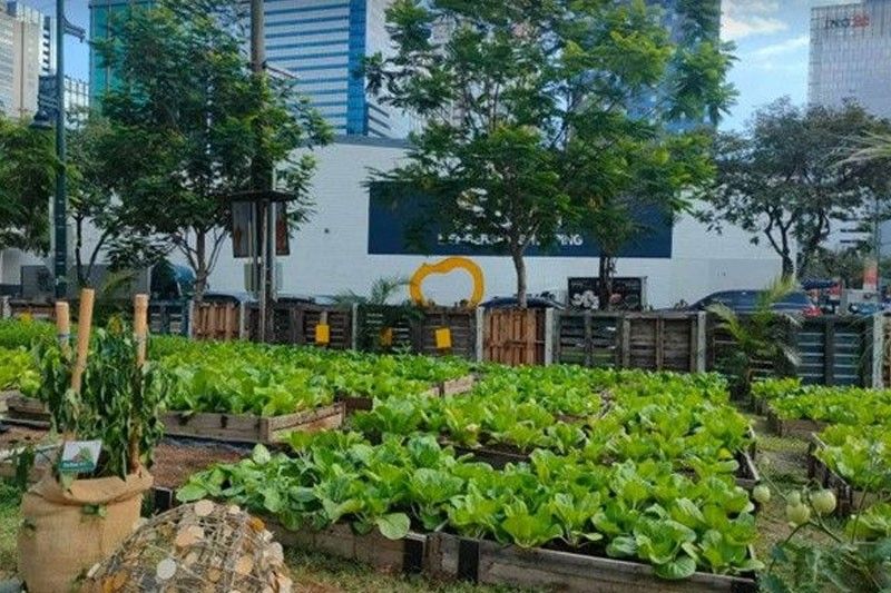Urban farming model to be put up in Taguig