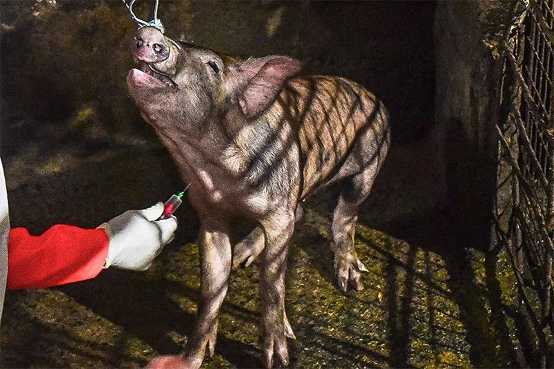 Unrestricted trading of pigs blamed for ASF spread in Cordillera â�� DA official