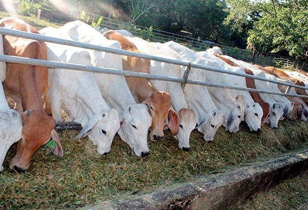 City agri depâ��t boosts livestock farming