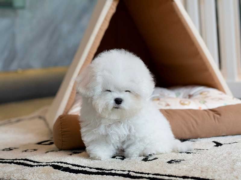 Mini Bichon, Micro Poodle: Why small dogs popular among celebrities besides being 'cute'