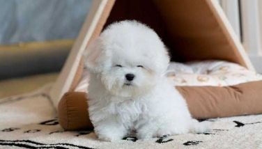 Mini Bichon, Micro Poodle: Why small dogs popular among celebrities besides being 'cute'