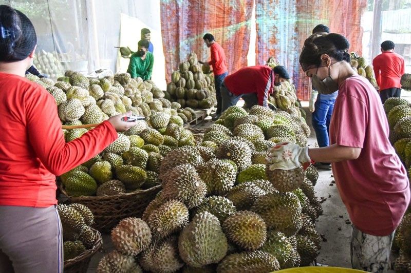 Philippines eyes durian trade boom