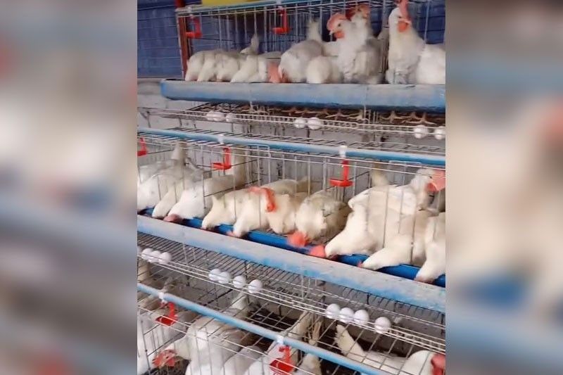 14 provinces now free of bird flu â�� Department of Agriculture