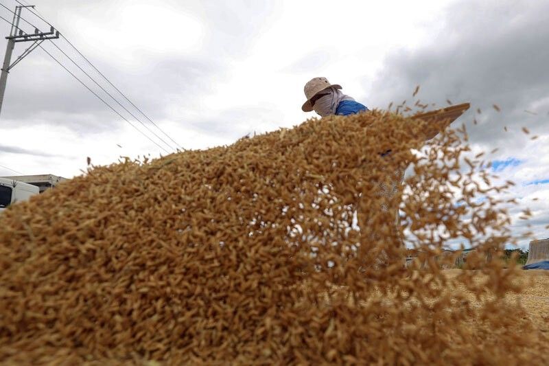 Rice farmers get cash aid from excess tariffs