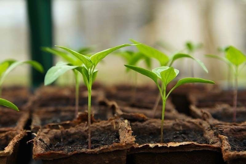 1.9 million trees planted by teachers, students