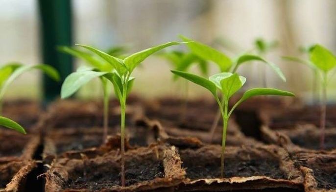 1.9 million trees planted by teachers, students