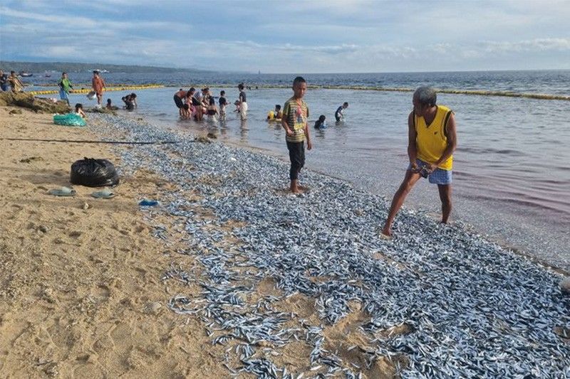 Villagers collect sardines swept by waves to Sarangani shores