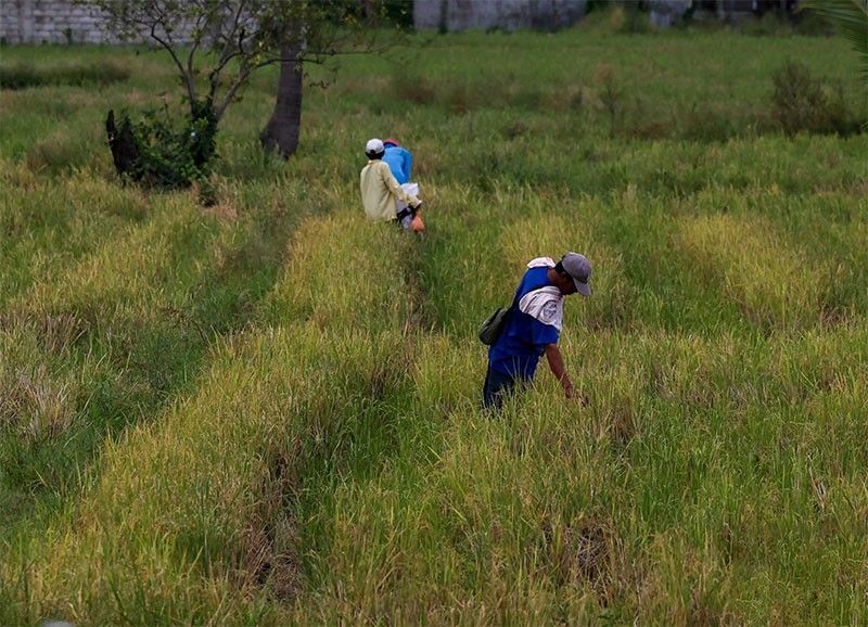 Farmers want tariffication review, cool to rice SRP