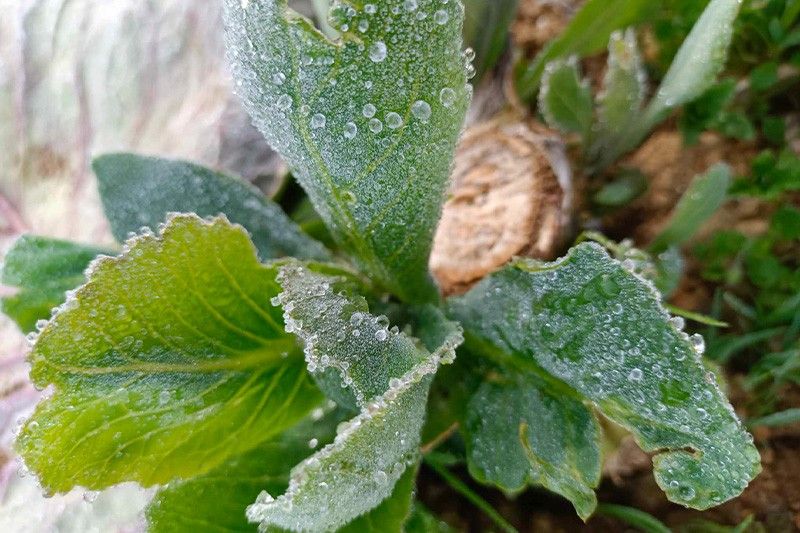 Frost hits Atok, Benguet