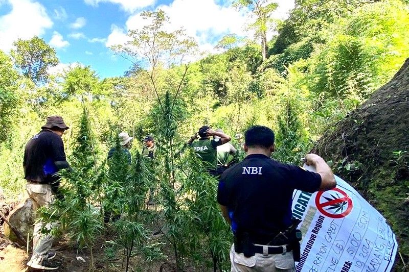 NBI overruns 15 weed plantations in Benguet