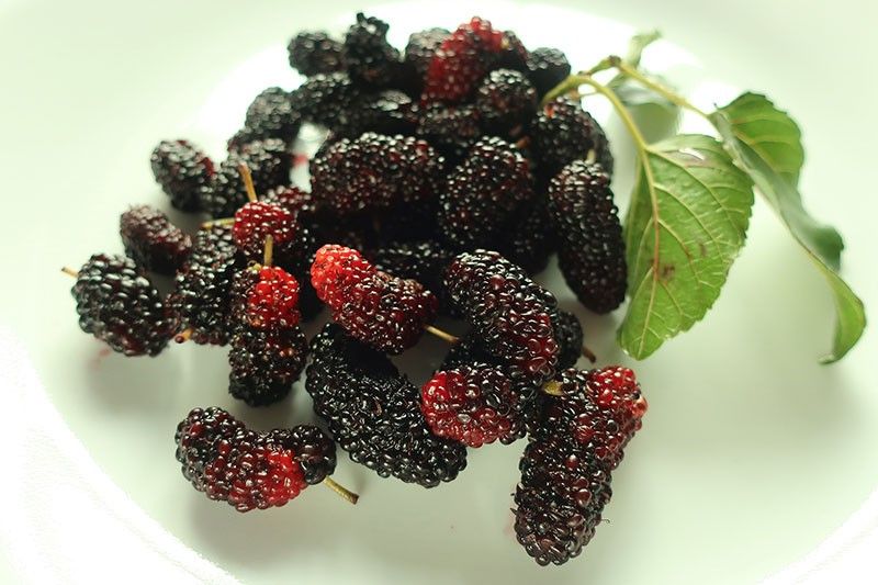 Mulberries: health, culinary benefits