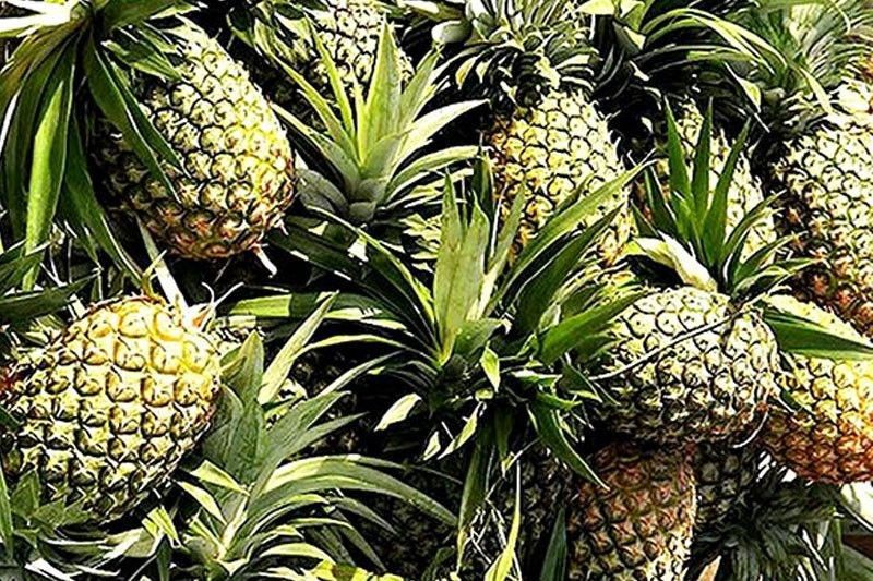 Philippines pineapple exports grew by 5 percent in 2023