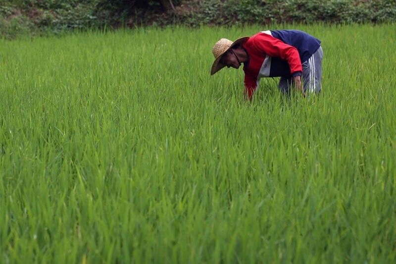 Imbes ayuda, magsasaka bibigyan na lang ng buto, binhi