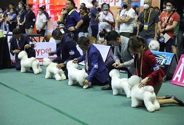 Dog lovers converge at ongoing Philippine Circuit Show 2024