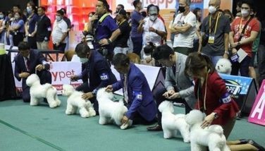 Dog lovers converge at ongoing Philippine Circuit Show 2024