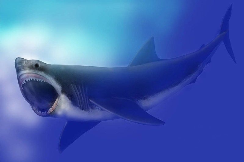 'The Meg' shark was actually quite thin, scientists say